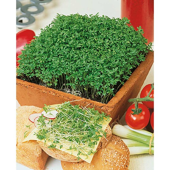 Pflanz-Holz Maxi Star-Box mit Samen - Gartenkresse, 2 Seiten gelasert