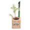 Pflanz-Holz Büro Star-Box mit Samen - Gartenkresse