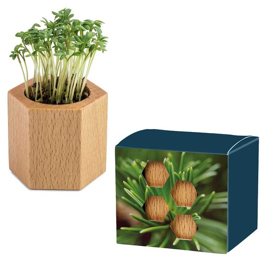 Pflanz-Holz Hexagon mit Samen - Fichte