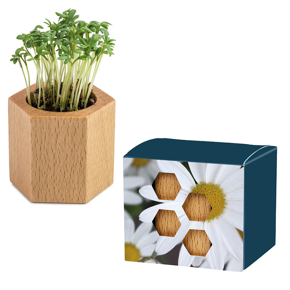 Pflanz-Holz Hexagon mit Samen - Margerite