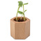 Pflanz-Holz Hexagon mit Samen - Ringelblume