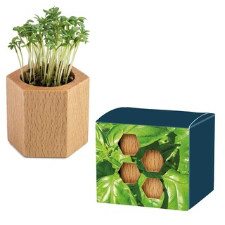 Pflanz-Holz Hexagon mit Samen - Basilikum, 1 Seite gelasert