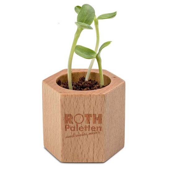 Pflanz-Holz Hexagon mit Samen - Persischer Klee, 1 Seite gelasert