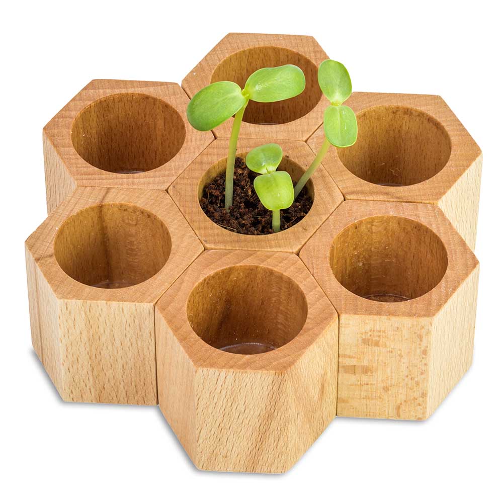 Pflanz-Holz Hexagon mit Samen - Ringelblume, 1 Seite gelasert