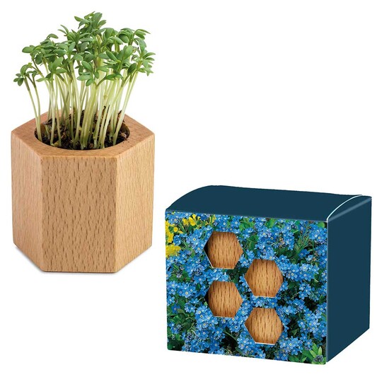 Pflanz-Holz Hexagon mit Samen - Vergissmeinnicht, 1 Seite gelasert