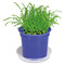 Florero-Töpfchen mit Samen - blau - Fichte