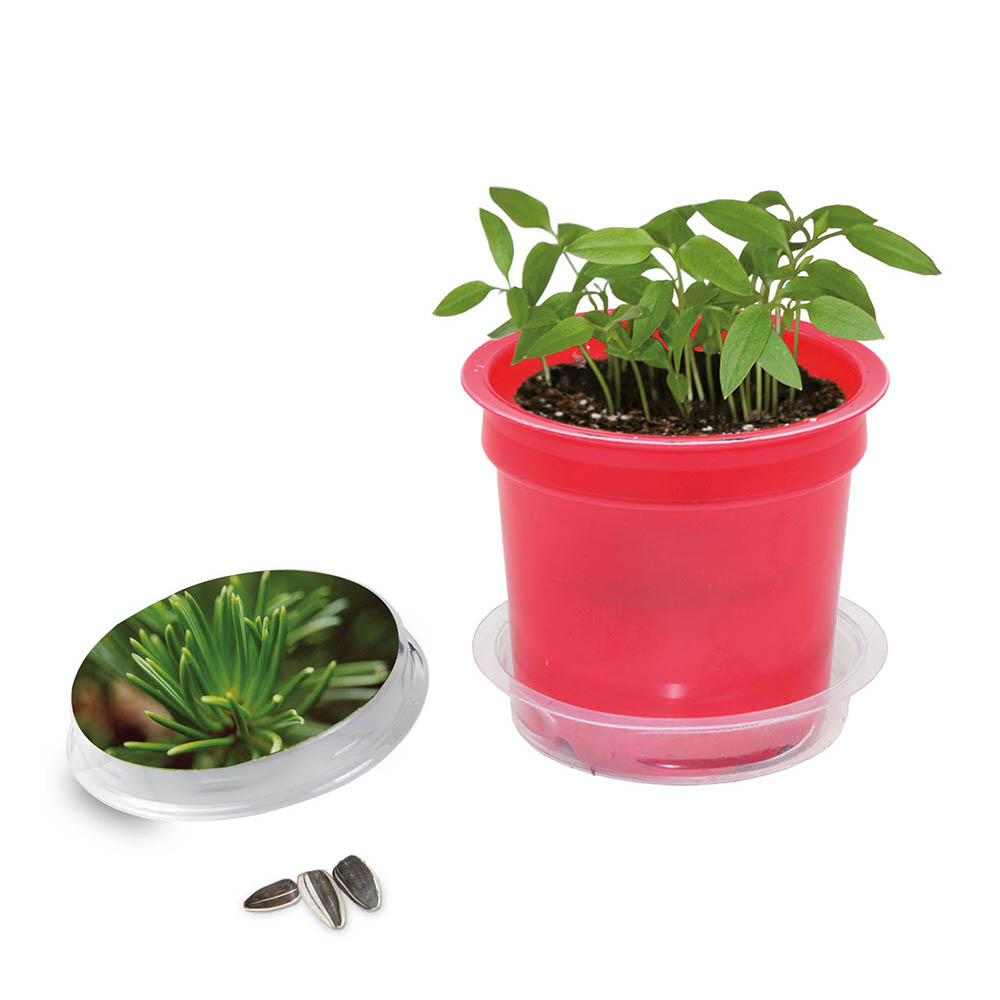 Florero-Töpfchen mit Samen - rot - Fichte
