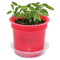 Florero-Töpfchen mit Samen - rot - Fichte