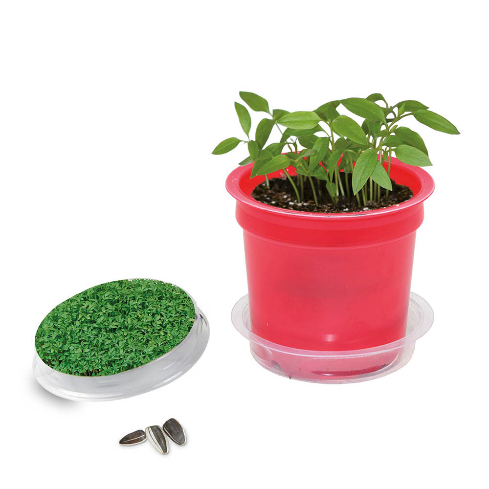 Florero-Töpfchen mit Samen - rot - Gartenkresse