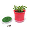 Florero-Töpfchen mit Samen - rot - Gartenkresse