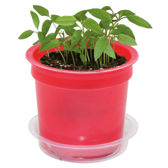 Florero-Töpfchen mit Samen - rot - Persischer Klee