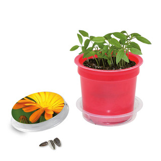 Florero-Töpfchen mit Samen - rot - Ringelblume