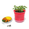 Florero-Töpfchen mit Samen - rot - Ringelblume