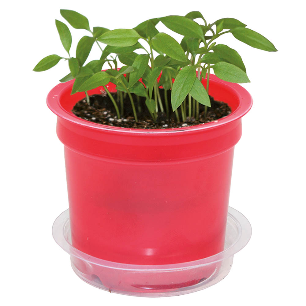 Florero-Töpfchen mit Samen - rot - Vergissmeinnicht
