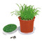 Florero-Töpfchen mit Samen - terracotta - Gartenkresse