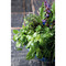 Florero-Töpfchen mit Samen - terracotta - Kräutermischung