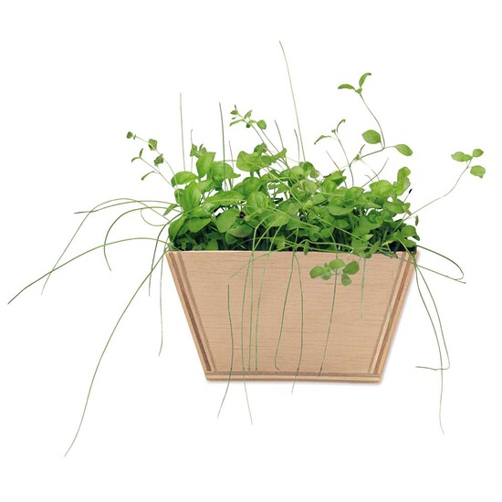 Mini-Beet mit Samen - Schnittlauch, Lasergravur