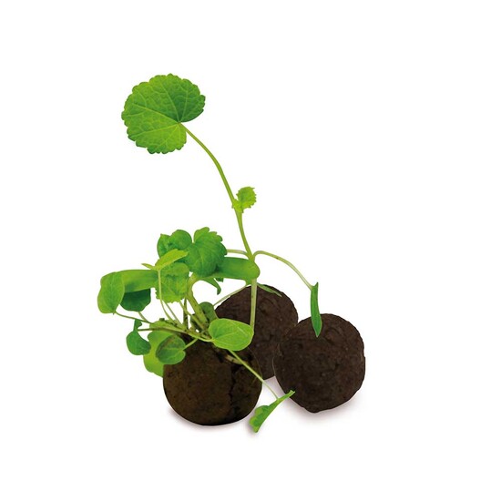 Das Grüne vom Ei - Green-Mix Box - Sonnenblume