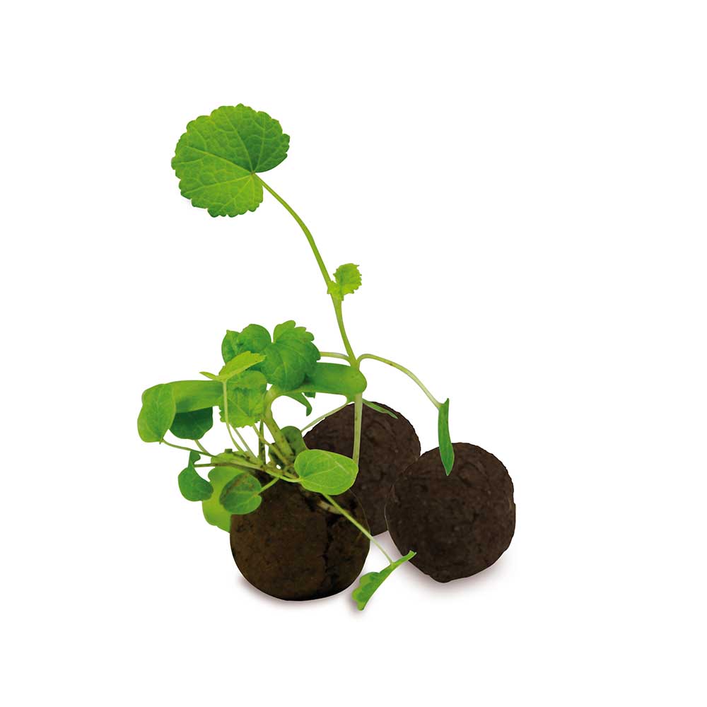 Sixpack - Flower-Balls Midi mit Samen - mit Digitaldruck