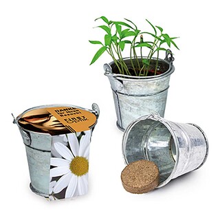 Pflanzeimerchen mit Samen - Margerite