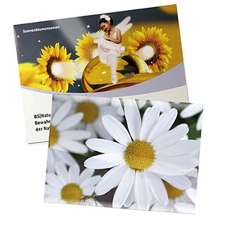 Samentütchen Groß - Standardpapier - Margerite