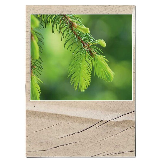 Samentütchen Mini - Standardmotiv  - Fichte - Standardmotiv  - Fichte