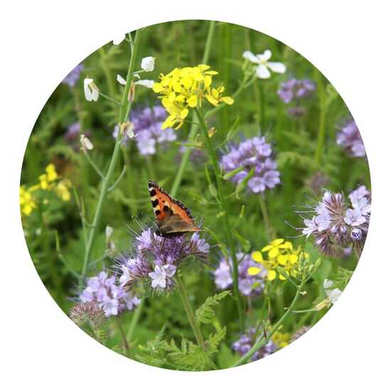 Tüte mit 4 Gramm Bienen- & Schmetterlingsblüten