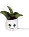 Schmoozies® Evergreenies® Aloe Vera
